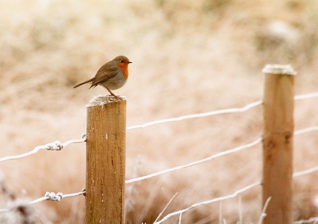 pták na plotě.jpg